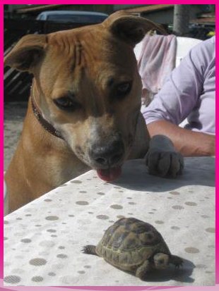 croquette chien adulte